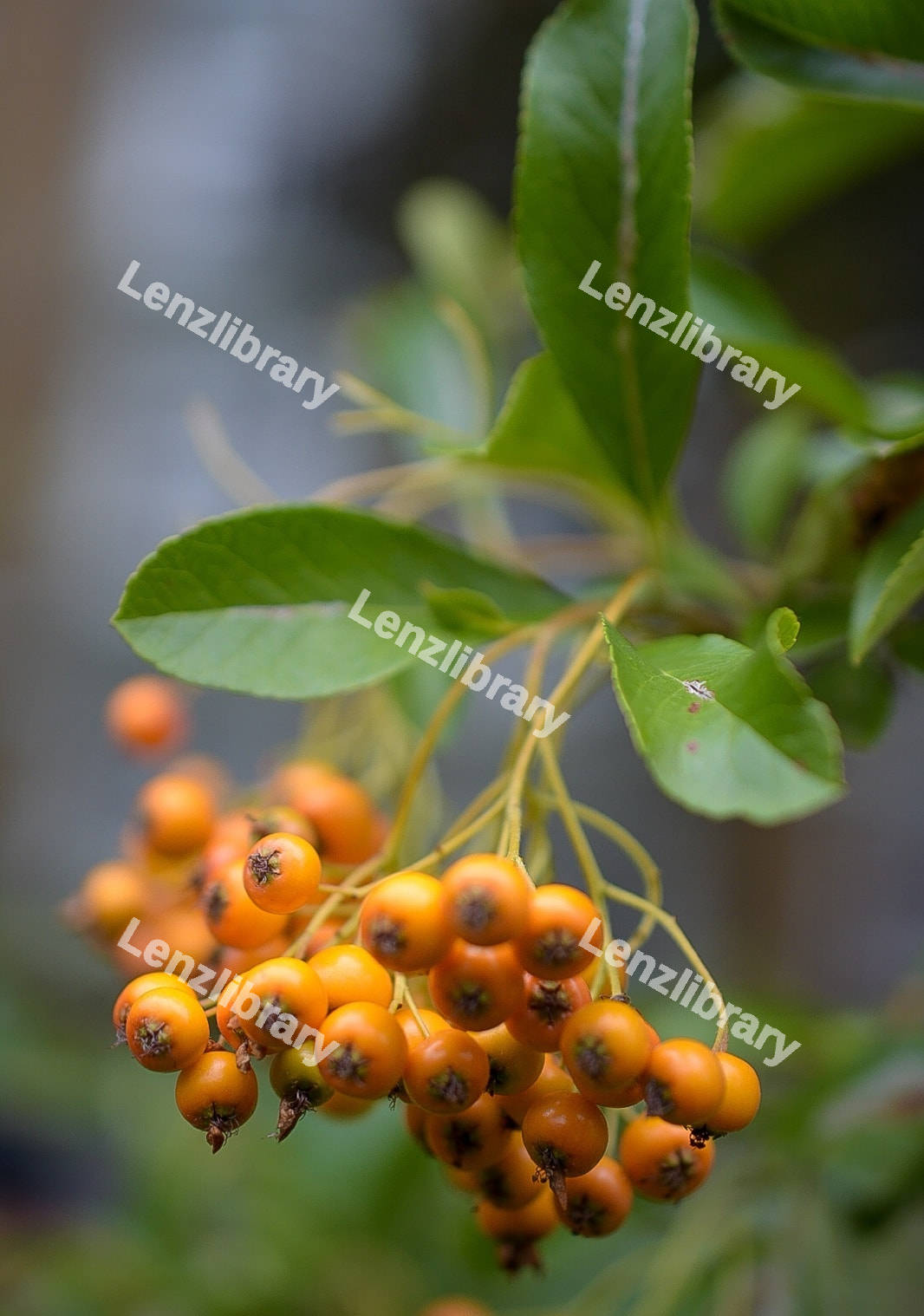 Orange Pyracantha Hedge